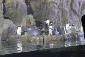 Yusen Transports penguin Enclosure